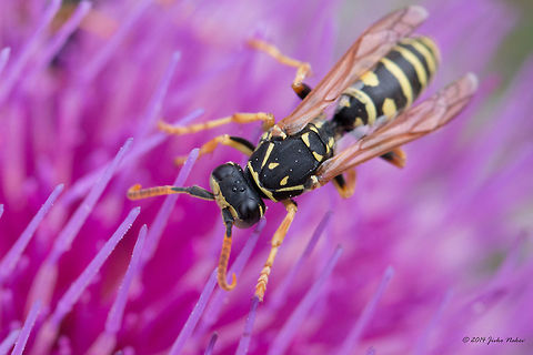 Gallic Paper Wasp Gallic Paper Wasp Collecting Nectar Animalia,Arthropoda,Bistrishko Branishte Nature Reserve,Bulgaria,Europe,Gallic paper wasp,Geotagged,Hymenoptera,Insecta,Polistes gallicus,Summer,Vespidae,Vitosha Mountain Nature Park,Wildlife