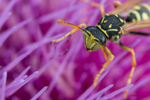 Gallic Paper Wasp Gallic Paper Wasp Collecting Nectar Animalia,Arthropoda,Bistrishko Branishte Nature Reserve,Bulgaria,Europe,Gallic paper wasp,Geotagged,Hymenoptera,Insecta,Polistes gallicus,Summer,Vespidae,Vitosha Mountain Nature Park,Wildlife