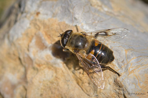 Drone Fly Drone Fly - Eristalis tenax female Animalia,Arthropoda,Bulgaria,Dendrarium Botanical Garden,Diptera,Drone fly,Eristalis pertinax,Eristalis tenax,Europe,Fall,Geotagged,Hoverfly,Insecta,Syrphid fly,Syrphidae,Vitosha Mountain Nature Park,Wildlife
