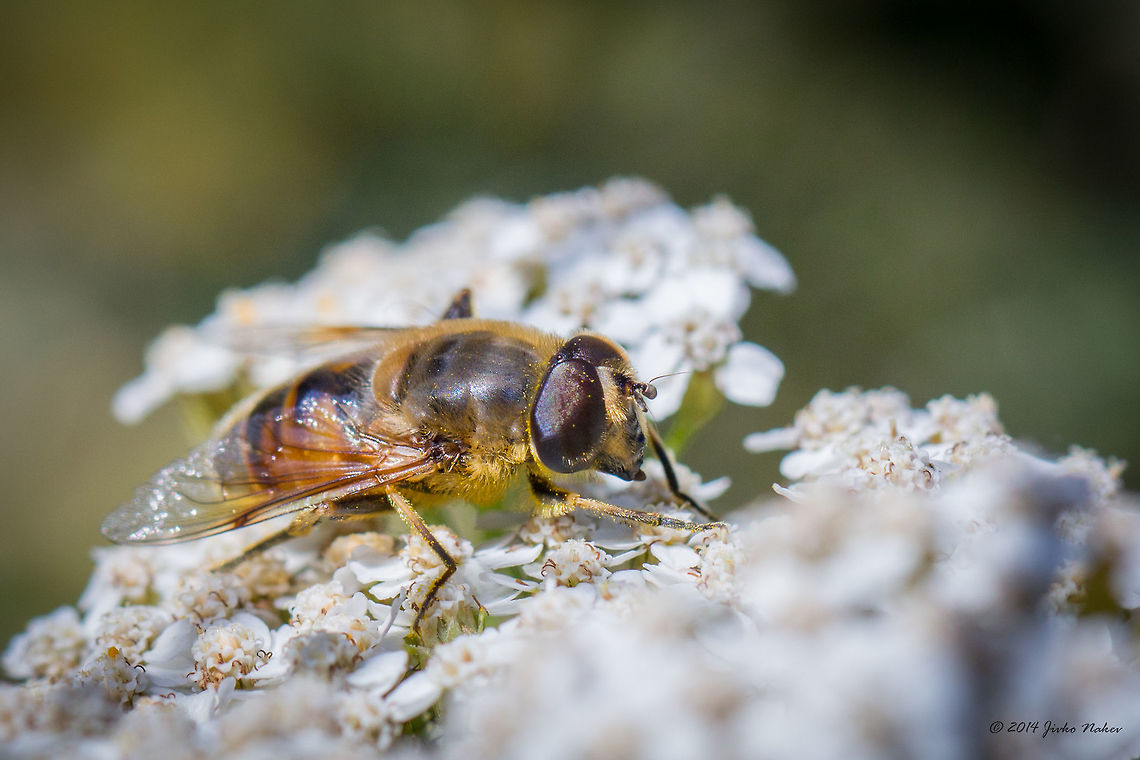 Drone Fly Drone Fly - Eristalis tenax male Animalia,Arthropoda,Bulgaria,Dendrarium Botanical Garden,Diptera,Drone fly,Eristalis pertinax,Eristalis tenax,Europe,Fall,Geotagged,Hoverfly,Insecta,Syrphid fly,Syrphidae,Vitosha Mountain Nature Park,Wildlife