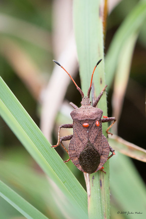 Dock bug Dock bug giving ride to some Velvet mites.<br />
<figure class="photo"><a href="https://www.jungledragon.com/image/170650/dock_bug_adult_nymph_-_coreus_marginatus.html" title="Dock bug adult nymph - Coreus marginatus"><img src="https://s3.amazonaws.com/media.jungledragon.com/images/1332/170650_thumb.jpg?AWSAccessKeyId=05GMT0V3GWVNE7GGM1R2&Expires=1769040010&Signature=E%2BziE5%2Bees7Uj3TQfZTMNxQ4PRg%3D" width="200" height="134" alt="Dock bug adult nymph - Coreus marginatus https://www.jungledragon.com/image/26980/dock_bug.html Animalia,Arthropoda,Bulgaria,Coreidae,Coreoidea,Coreus marginatus,Dock bug,Europe,Geotagged,Hemiptera,Insecta,Summer,Vrachanski Balkan Nature Park,Wildlife" /></a></figure> Animalia,Arachnida,Arthropoda,Bulgaria,Coreidae,Coreus marginatus,Dendrarium Botanical Garden,Dock bug,Europe,Geotagged,Hemiptera,Insecta,Parasitengona,Prostigmata,Summer,Trombidiformes,Velvet mite,Vitosha Mountain Nature Park,Wildlife