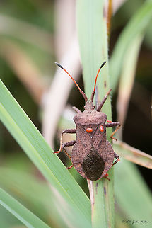 Dock bug Dock bug giving ride to some Velvet mites.
https://www.jungledragon.com/image/170650/dock_bug_adult_nymph_-_coreus_marginatus.html Animalia,Arachnida,Arthropoda,Bulgaria,Coreidae,Coreus marginatus,Dendrarium Botanical Garden,Dock bug,Europe,Geotagged,Hemiptera,Insecta,Parasitengona,Prostigmata,Summer,Trombidiformes,Velvet mite,Vitosha Mountain Nature Park,Wildlife