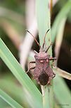 Dock bug Dock bug giving ride to some Velvet mites.<br />
https://www.jungledragon.com/image/170650/dock_bug_adult_nymph_-_coreus_marginatus.html Animalia,Arachnida,Arthropoda,Bulgaria,Coreidae,Coreus marginatus,Dendrarium Botanical Garden,Dock bug,Europe,Geotagged,Hemiptera,Insecta,Parasitengona,Prostigmata,Summer,Trombidiformes,Velvet mite,Vitosha Mountain Nature Park,Wildlife