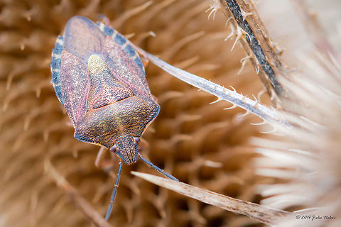 Shield bug - winter color Shield bug - maybe Carpocoris purpureipennis Animalia,Arthropoda,Bulgaria,Carpocoris purpureipennis,Europe,Fall,Geotagged,Hemiptera,Insecta,Pentatomidae,Pernik,Radomir,Wildlife