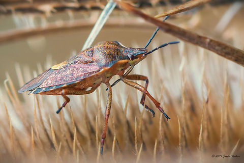 Shield bug - winter color Shield bug - maybe Carpocoris purpureipennis Animalia,Arthropoda,Bulgaria,Carpocoris purpureipennis,Europe,Fall,Geotagged,Hemiptera,Insecta,Pentatomidae,Pernik,Radomir,Wildlife
