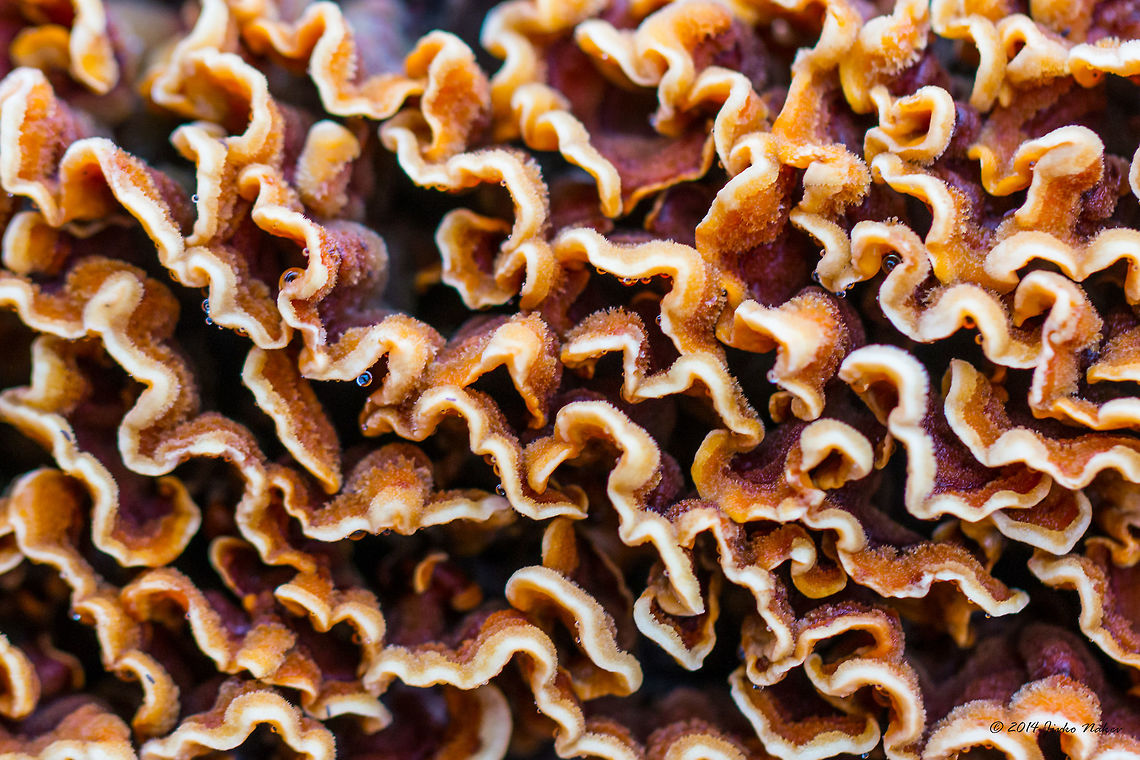 Crowded Parchment Fungi Hairy Stereum - Stereum hursutum, Stereum complicatum Agaricomycetes,Art photography,Basidiomycota,Bistrishko Branishte Nature Reserve,Bulgaria,Crowded parchment,Europe,Fall,Fungi,Geotagged,Hairy Stereum,Hairy stereum,Nature,Russulales,Stereaceae,Stereum complicatum,Stereum hirsutum,Stereum rameale,Vitosha Mountain Nature Park,Wildlife