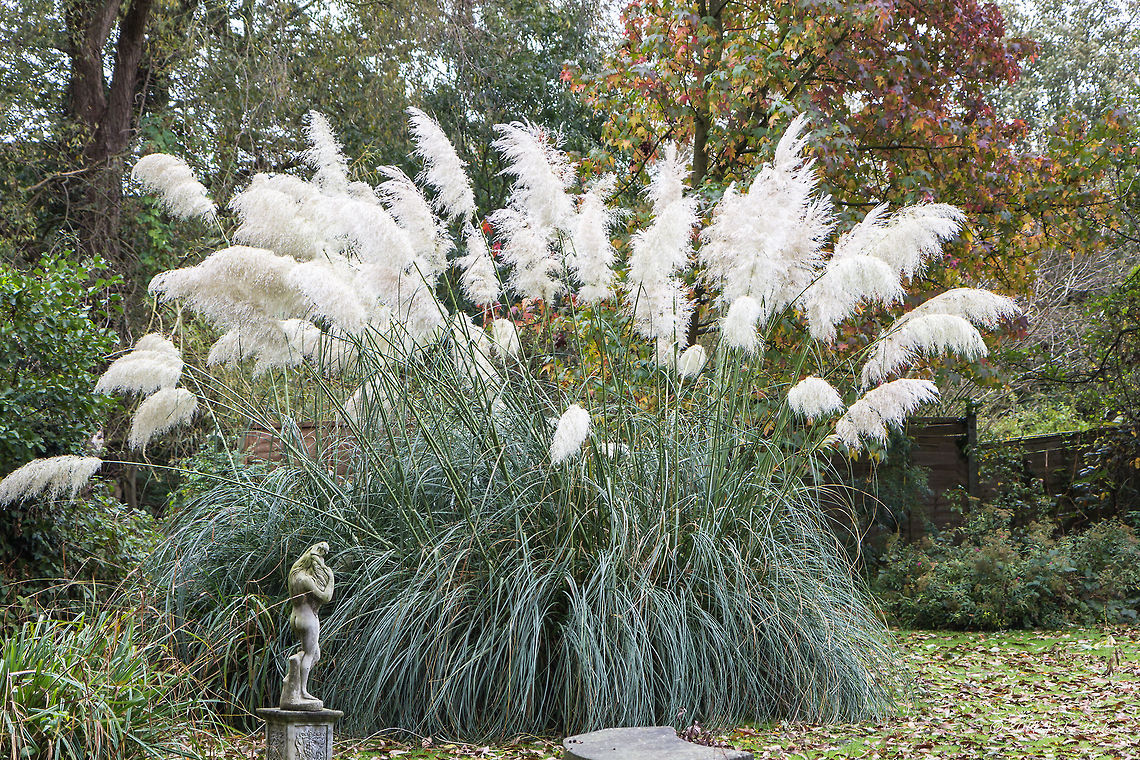 Pampas grass Pampas grass as ornamental plant in London house backyard. Cortaderia selloana,England,Europe,Fall,Flowering Plant,Geotagged,London,Magnoliophyta,Monocot,Ornamental plant,Pampas Grass,Plantae,Poaceae,Poales,United Kingdom,Wildlife