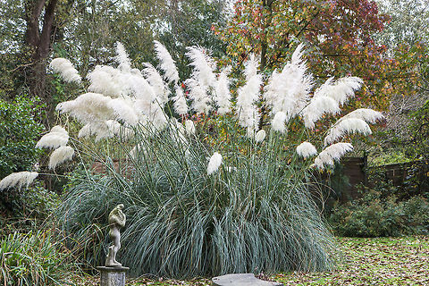 Pampas grass Pampas grass as ornamental plant in London house backyard. Cortaderia selloana,England,Europe,Fall,Flowering Plant,Geotagged,London,Magnoliophyta,Monocot,Ornamental plant,Pampas Grass,Plantae,Poaceae,Poales,United Kingdom,Wildlife