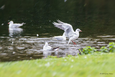 Young gulls Young Black-headed Gull - London, West Drayton Animalia,Aves,Bird,Black-headed Gull,Charadriiformes,Chordata,Chroicocephalus ridibundus,Colne River,England,Europe,Fall,Geotagged,Laridae,London,United Kingdom,Wildlife