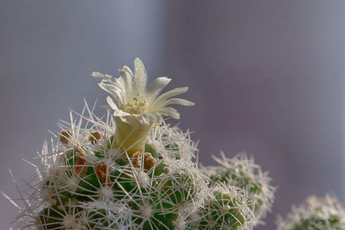 Ladyfinger Cactus Flower Ladyfinger Cactus Flower - Mammillaria elongata Bulgaria,Cactaceae,Caryophyllales,Eudicot,Europe,Flowering Plant,Geotagged,Gold lace cactus,Ladyfinger cactus,Magnoliophyta,Mammillaria elongata,Plantae,Sofia,Spring,Wildlife