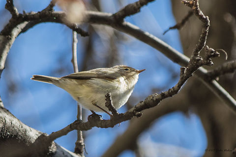 Common chiffchaff Common chiffchaff - Phylloscopus collybita Animalia,Aves,Bird,Bulgaria,Chordata,Common Chiffchaff,Common chiffchaff,Europe,Geotagged,Passeriformes,Passerine,Phylloscopidae,Phylloscopus collybita,Sofia,Spring,Wildlife