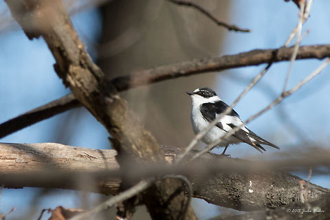 Collared Flycatcher male Collared Flycatcher - Ficedula albicollis
https://www.jungledragon.com/image/114822/collared_flycatcher_female_-_ficedula_albicollis.html Animalia,Aves,Bird,Bulgaria,Chordata,Collared Flycatcher,Collared flycatcher,Europe,Ficedula albicollis,Geotagged,Muscicapidae,Passeriformes,Passerine,Sofia,Spring,Wildlife