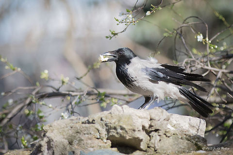 Hooded Crow Stealing a Piece of Bread Hooded Crow - Corvus cornix Animalia,Aves,Bird,Bulgaria,Chordata,City park,Corvidae,Corvus cornix,Europe,Geotagged,Hooded Crow,Passeriformes,Passerine,Sofia,Spring,Wildlife