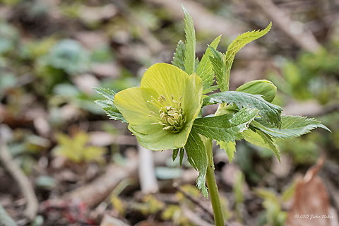 Fragrant Hellebore Fragrant Hellebore - Helleborus odorus Bulgaria,Eudicot,Europe,Flowering Plant,Fragrant hellebore,Geotagged,Helleborus cyclophyllus,Helleborus odorus,Historic territory Urvich,Lozen mountain,Magnoliophyta,Plantae,Ranunculaceae,Ranunculales,Sofia,Spring,Wildlife