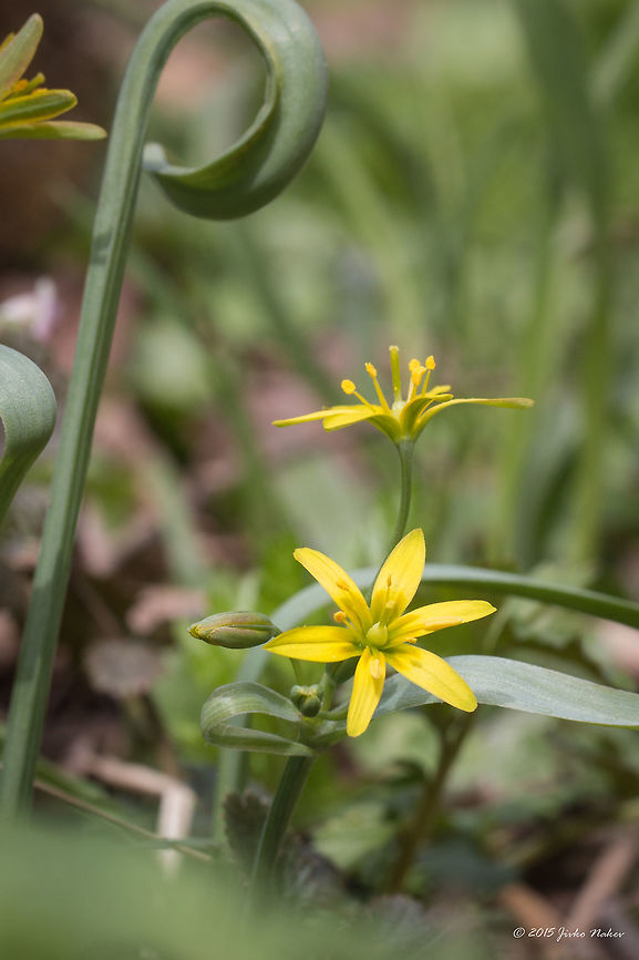 Yellow Star-of-Bethlehem Yellow Star-of-Bethlehem Wildflower - Gagea lutea Bulgaria,Europe,Flowering Plant,Gagea lutea,Geotagged,Historic territory Urvich,Liliaceae,Liliales,Lozen mountain,Magnoliophyta,Monocot,Plantae,Sofia,Spring,Wildlife,Yellow Star-of-Bethlehem