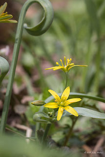 Yellow Star-of-Bethlehem Yellow Star-of-Bethlehem Wildflower - Gagea lutea Bulgaria,Europe,Flowering Plant,Gagea lutea,Geotagged,Historic territory Urvich,Liliaceae,Liliales,Lozen mountain,Magnoliophyta,Monocot,Plantae,Sofia,Spring,Wildlife,Yellow Star-of-Bethlehem