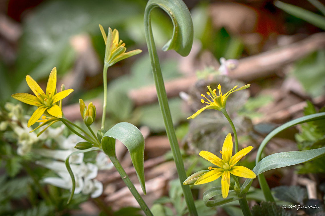 Yellow Star-of-Bethlehem Yellow Star-of-Bethlehem Wildflower - Gagea lutea Bulgaria,Europe,Flowering Plant,Gagea lutea,Geotagged,Historic territory Urvich,Liliaceae,Liliales,Lozen mountain,Magnoliophyta,Monocot,Plantae,Sofia,Spring,Wildlife,Yellow Star-of-Bethlehem