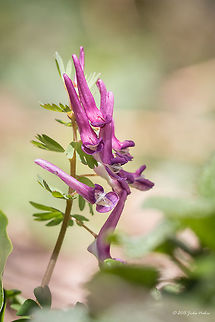 Spring Fumewort Spring Fumewort - Corydalis solida Bulgaria,Corydalis solida,Eudicot,Europe,Flowering Plant,Geotagged,Historic territory Urvich,Iskar river,Lozen mountain,Magnoliophyta,Papaveraceae,Plantae,Ranunculales,Sofia,Spring,Spring fumewort,Wildlife