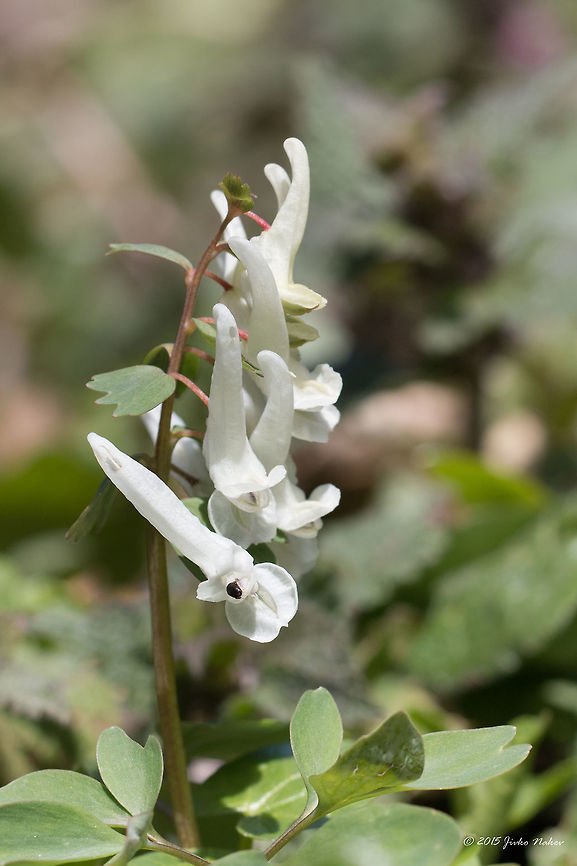 Spring Fumewort Spring Fumewort - Corydalis solida Bulgaria,Corydalis solida,Eudicot,Europe,Flowering Plant,Geotagged,Historic territory Urvich,Iskar river,Lozen mountain,Magnoliophyta,Papaveraceae,Plantae,Ranunculales,Sofia,Spring,Spring fumewort,Wildlife