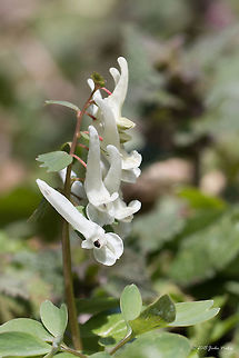 Spring Fumewort Spring Fumewort - Corydalis solida Bulgaria,Corydalis solida,Eudicot,Europe,Flowering Plant,Geotagged,Historic territory Urvich,Iskar river,Lozen mountain,Magnoliophyta,Papaveraceae,Plantae,Ranunculales,Sofia,Spring,Spring fumewort,Wildlife