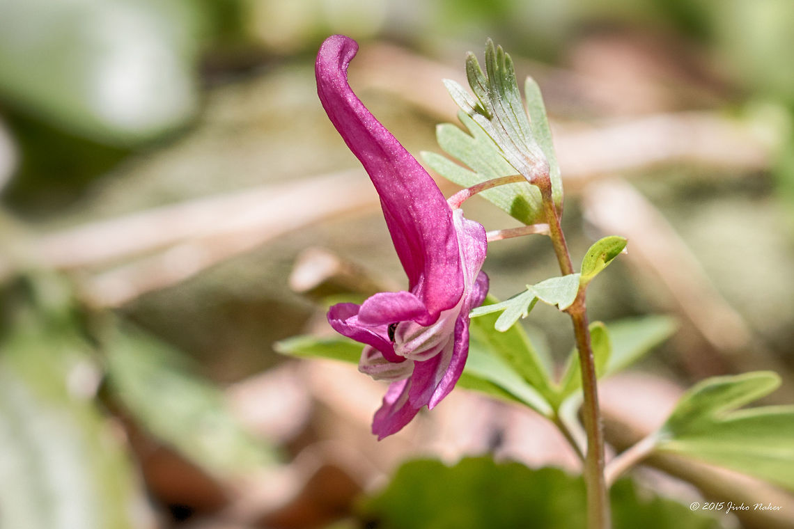 Spring Fumewort Spring Fumewort - Corydalis solida Bulgaria,Corydalis solida,Eudicot,Europe,Flowering Plant,Geotagged,Historic territory Urvich,Iskar river,Lozen mountain,Magnoliophyta,Papaveraceae,Plantae,Ranunculales,Sofia,Spring,Spring fumewort,Wildlife