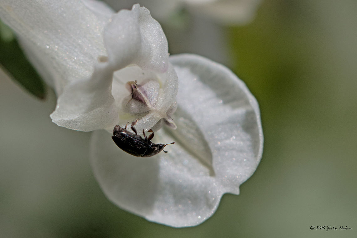 Rape beetle Blossom beetle - Meligethes aeneus Animalia,Arthropoda,Blossom beetle,Brassicogethes aeneus,Bulgaria,Coleoptera,Common Pollen Beetle,Europe,Geotagged,Historic territory Urvich,Insecta,Iskar river,Lozen mountain,Meligethes aeneus,Nitidulidae,Pollen beetle,Rape beetle,Sap beetle,Sofia,Spring