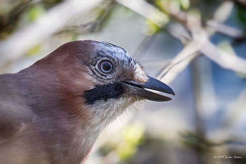 Eurasian jay Eurasian jay - Garrulus glandarius Animalia,Aves,Bird,Bulgaria,Chordata,Corvidae,Eurasian Jay,Eurasian jay,Europe,Garrulus glandarius,Geotagged,Passeriformes,Passerine,Sofia,South park,Spring,Wildlife