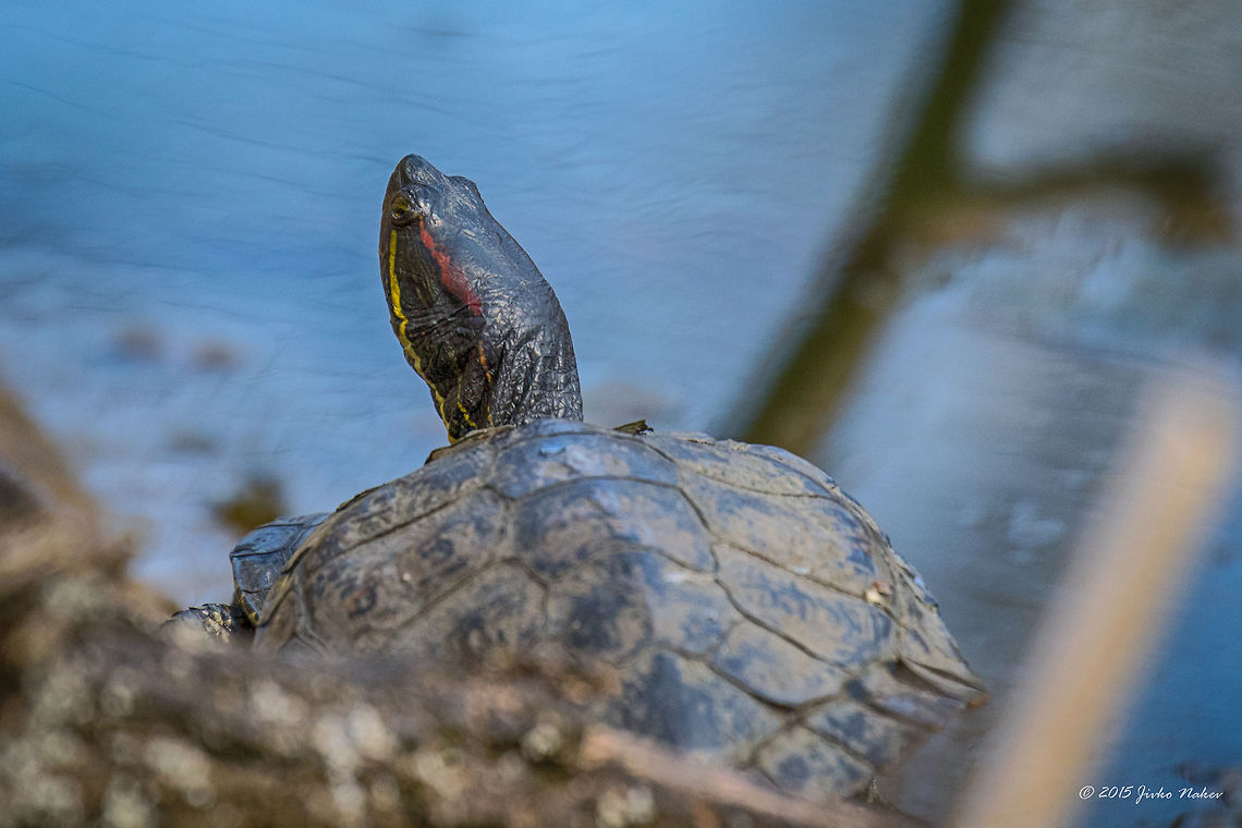 Pond slider released in wild in Bulgaria Pond slider - Trachemys scripta elegans Animalia,Bulgaria,Chordata,Emydidae,Europe,Geotagged,Invasive species,Marsh turtle,Pond slider,Red-eared slider,Reptilia,Sofia,South park,Spring,Testudines,Trachemis scripta,Trachemis scripta elegans,Trachemys scripta elegans,Wildlife