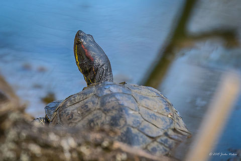 Pond slider released in wild in Bulgaria Pond slider - Trachemys scripta elegans Animalia,Bulgaria,Chordata,Emydidae,Europe,Geotagged,Invasive species,Marsh turtle,Pond slider,Red-eared slider,Reptilia,Sofia,South park,Spring,Testudines,Trachemis scripta,Trachemis scripta elegans,Trachemys scripta elegans,Wildlife