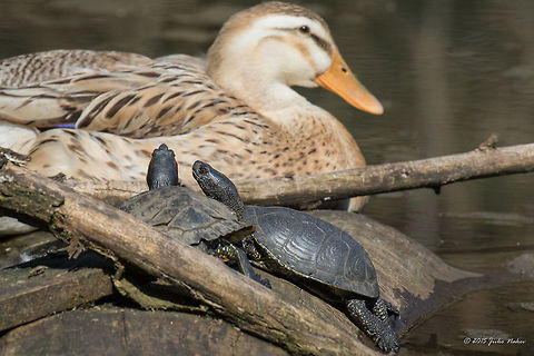 Coexistence Sunbathing together - Red-eared pond slider, European pond turtle and Green-headed duck female. Anas platyrhynchos,Anatidae,Animalia,Anseriformes,Aves,Bird,Bulgaria,Chordata,Emydidae,Emys orbicularis,Europe,European pond terrapin,European pond turtle,Green-headed duck,Marsh turtle,Red-eared pond slider,Reptilia,Sofia,South park,Spring