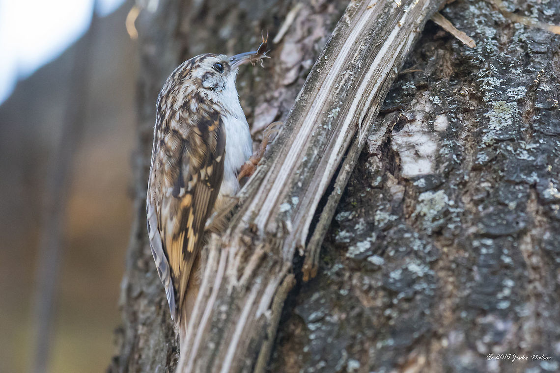 Eurasian treecreeper Eurasian treecreeper - Certhia familiaris Animalia,Aves,Bird,Bulgaria,Certhia familiaris,Certhiidae,Chordata,Eurasian treecreeper,Europe,Geotagged,Passeriformes,Passerine,Sofia,South park,Spring,Wildlife