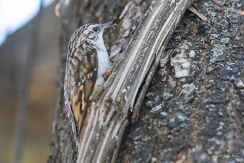 Eurasian treecreeper Eurasian treecreeper - Certhia familiaris Animalia,Aves,Bird,Bulgaria,Certhia familiaris,Certhiidae,Chordata,Eurasian treecreeper,Europe,Geotagged,Passeriformes,Passerine,Sofia,South park,Spring,Wildlife