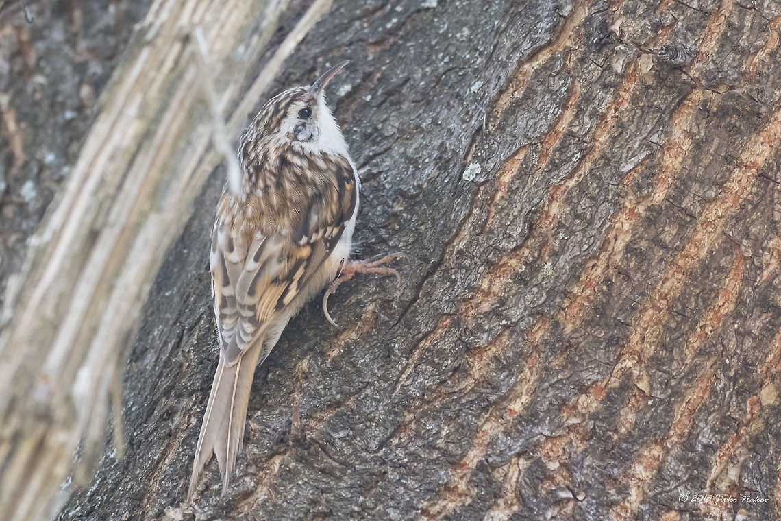 Eurasian treecreeper Eurasian treecreeper - Certhia familiaris Animalia,Aves,Bird,Bulgaria,Certhia familiaris,Certhiidae,Chordata,Eurasian treecreeper,Europe,Geotagged,Passeriformes,Passerine,Sofia,South park,Spring,Wildlife