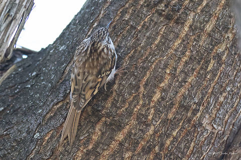 What a camouflage! Eurasian treecreeper - Certhia familiaris Animalia,Aves,Bird,Bulgaria,Certhia familiaris,Certhiidae,Chordata,Eurasian treecreeper,Europe,Geotagged,Passeriformes,Passerine,Sofia,South park,Spring,Wildlife