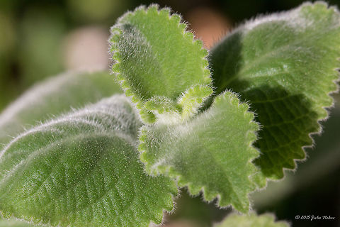 Mexican mint Broad leaf thyme - Plectranthus amboinicus Broad leaf thyme,Coleus amboinicus,Eudicot,Europe,Flowering Plant,Geotagged,Greece,Koroni,Lamiaceae,Lamiales,Magnoliophyta,Messinia,Peloponnese,Plantae,Plectranthus amboinicus,Spring,Thick leaf thyme,Wildlife