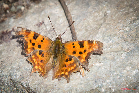 The Comma - my first butterfly this year Comma - Anglewing, Polygonia c-album Anglewing,Animalia,Arthropoda,Brush-footed butterfly,Bulgaria,Comma,Europe,Geotagged,Insecta,Iskar river,Lepidoptera,Nymphalidae,Polygonia c-album,Sofia,Spring,Wildlife