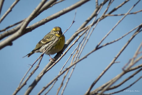 European serin European serin - Serinus serinus Animalia,Aves,Bird,Bulgaria,Bunting,Chordata,Europe,European serin,Fringilidae,Geotagged,Iskar river,Passeriformes,Passerine,Serinus serinus,Sofia,Spring,Wildlife