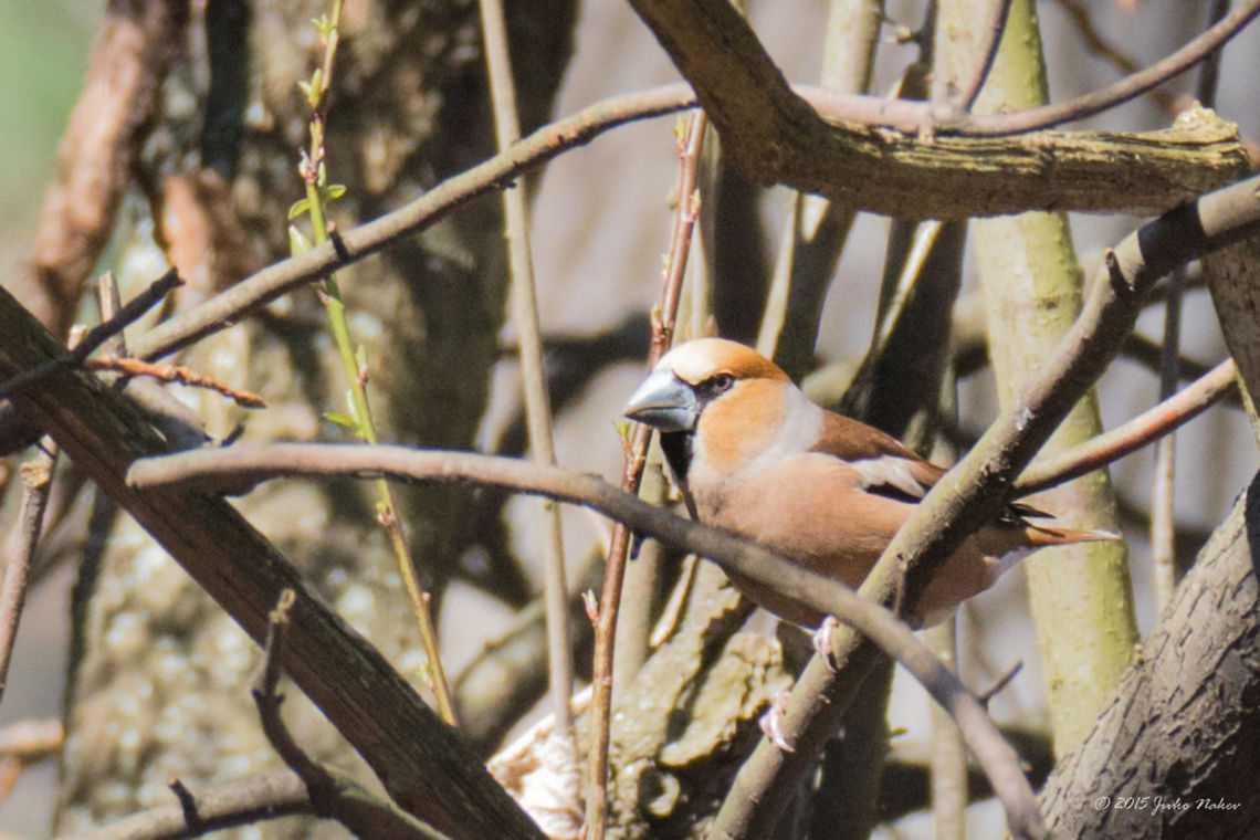 Hawfinch Hawfinch - Coccothraustes coccothraustes Animalia,Aves,Bird,Bulgaria,Chordata,Coccothraustes coccothraustes,Europe,Fringillidae,Geotagged,Hawfinch,Passeriformes,Passerine,Sofia,South park,Spring,Wildlife