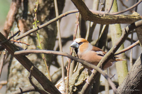 Hawfinch Hawfinch - Coccothraustes coccothraustes Animalia,Aves,Bird,Bulgaria,Chordata,Coccothraustes coccothraustes,Europe,Fringillidae,Geotagged,Hawfinch,Passeriformes,Passerine,Sofia,South park,Spring,Wildlife