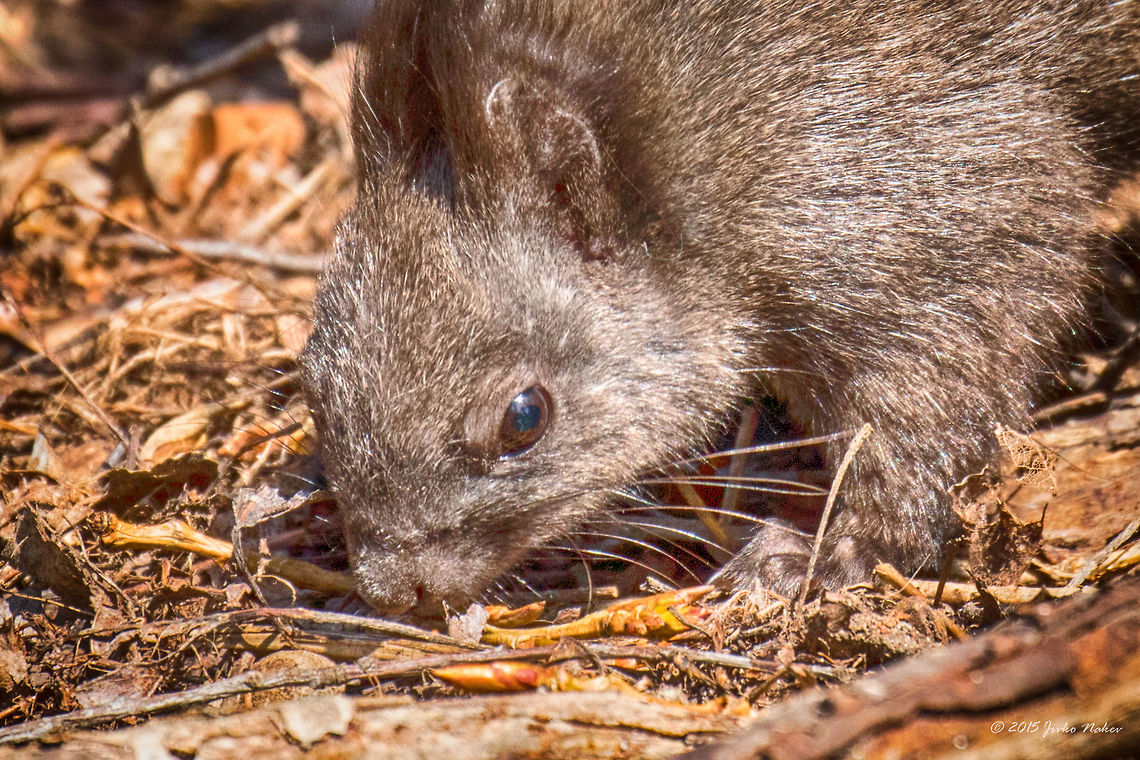 Red squirrel close up Red squirrel - Sciurus vulgaris Animalia,Bulgaria,Chordata,Eurasian Red Squirrel,Europe,Geotagged,Mammalia,Red Squirrel,Rodentia,Sciuridae,Sciurus vulgaris,Sofia,South park,Spring,Wildlife