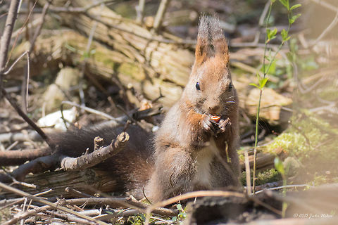 Red squirrel Red squirrel - Sciurus vulgaris Animalia,Bulgaria,Chordata,Eurasian Red Squirrel,Europe,Geotagged,Mammalia,Red Squirrel,Rodentia,Sciuridae,Sciurus vulgaris,Sofia,South park,Spring,Wildlife