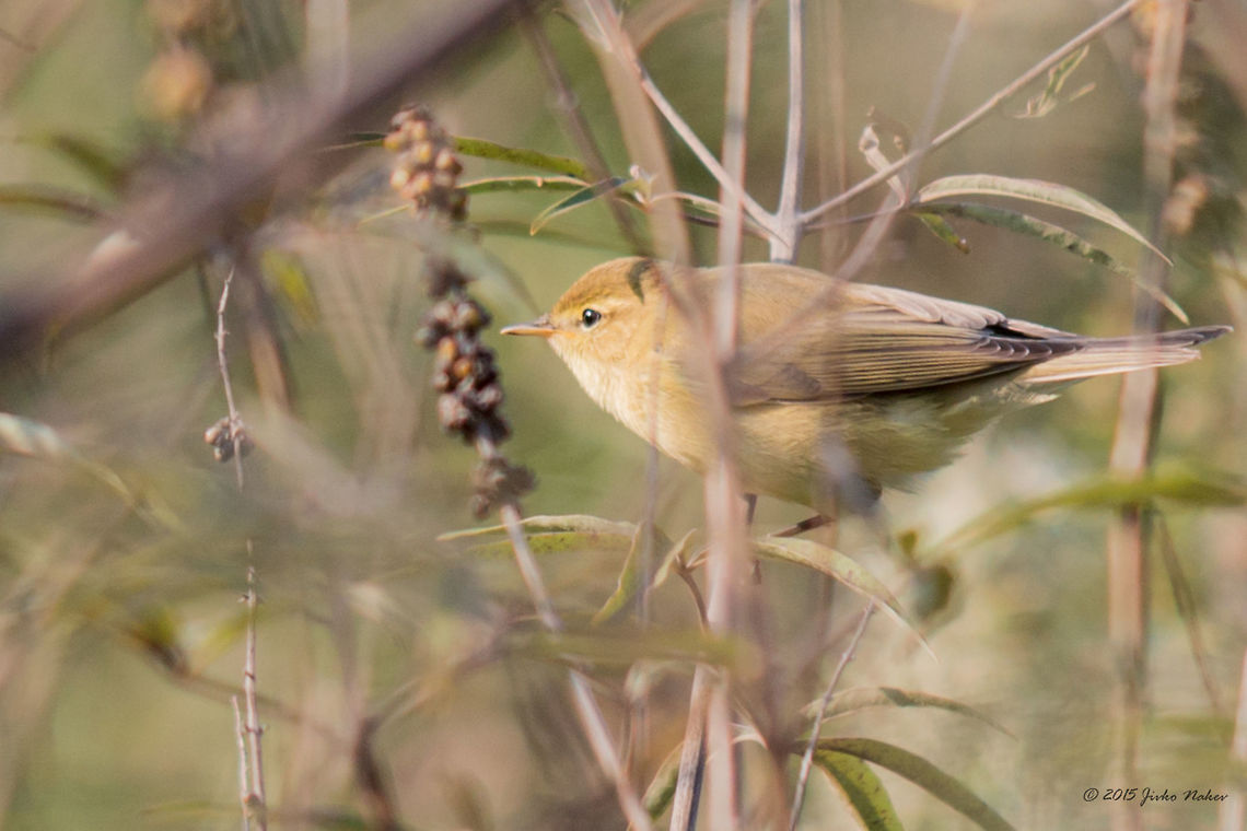 Melodious warbler Melodious warbler - Hippolais polyglotta Acrocephalidae,Animalia,Aves,Bird,Chordata,Europe,Geotagged,Greece,Hippolais polyglotta,Melodious warbler,Passeriformes,Passerine,Summer,Wildlife