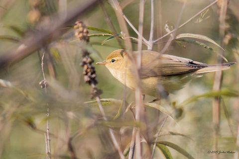 Melodious warbler Melodious warbler - Hippolais polyglotta Acrocephalidae,Animalia,Aves,Bird,Chordata,Europe,Geotagged,Greece,Hippolais polyglotta,Melodious warbler,Passeriformes,Passerine,Summer,Wildlife