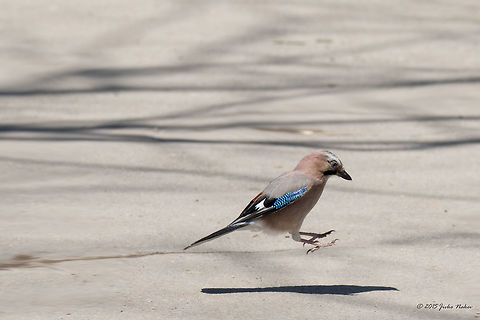 Eurasian Jay Dear passengers, in a couple of minutes we are landing at Marsh airport. On behalf of all our crew, thank you for choosing our company as your airline today.... Animalia,Aves,Bird,Bulgaria,Chordata,Corvidae,Eurasian Jay,Eurasian jay,Europe,Garrulus glandarius,Geotagged,Passeriformes,Passerine,Sofia,South park,Spring,Wildlife