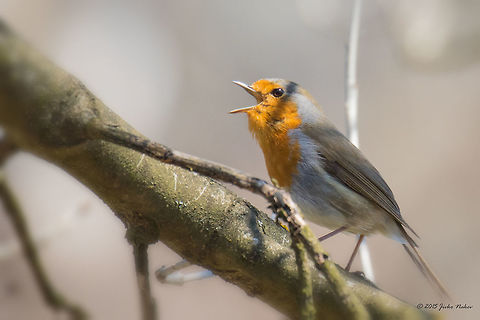 Love call European robin - Erithacus rubecula Animalia,Aves,Bird,Bulgaria,Chordata,Erithacus rubecula,Europe,European Robin,European robin,Geotagged,Muscicapidae,Passeriformes,Passerine,Sofia,South park,Spring,Wildlife