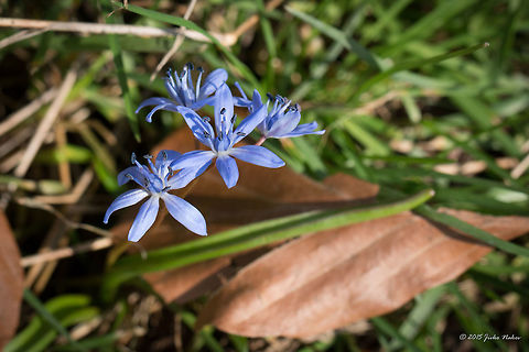 Two-leaf squill wild flower Alpine squill - Scilla bifolia Alpine squill,Asparagaceae,Asparagales,Bulgaria,Dendrarium Botanical Garden,Europe,Flowering Plant,Geotagged,Magnoliophyta,Monocot,Plantae,Scilla bifolia,Spring,Two-leaf squill,Vitosha Mountain Nature Park,Wildlife
