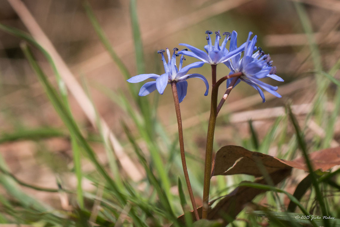 Two-leaf squill wild flower Alpine squill - Scilla bifolia Alpine squill,Asparagaceae,Asparagales,Bulgaria,Dendrarium Botanical Garden,Europe,Flowering Plant,Geotagged,Magnoliophyta,Monocot,Plantae,Scilla bifolia,Spring,Two-leaf squill,Vitosha Mountain Nature Park,Wildlife
