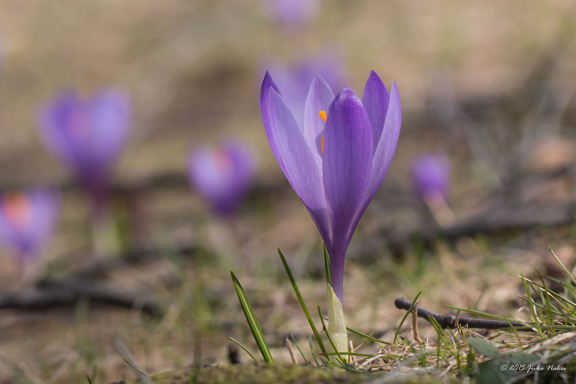 Beautiful early spring wild flower Crocus veluchensis - Balkan endemic species Asparagales,Bulgaria,Crocus veluchensis,Dendrarium Botanical Garden,Endemic species,Europe,Flowering Plant,Geotagged,Iridaceae,Magnoliophyta,Monocot,Plantae,Spring,Vitosha Mountain Nature Park,Wildlife
