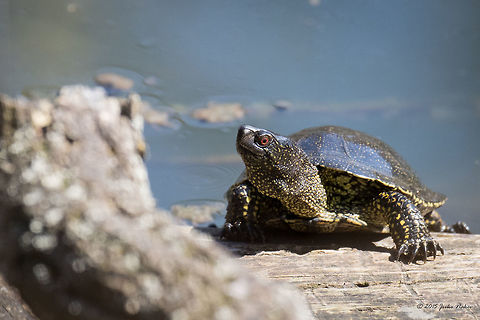 Pond turtle South park Sofia European pond turtle - Emys orbicularis Animalia,Bulgaria,Chordata,Emydidae,Emys orbicularis,Europe,European pond terrapin,European pond turtle,Geotagged,Marsh turtle,Reptilia,Sofia,South park,Spring,Testudines,Wildlife