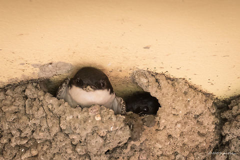 House Martins buidling their nest Common House Martin - Delichon urbicum Animalia,Aves,Bird,Bulgaria,Chordata,Common House Martin,Common house martin,Delichon urbicum,Europe,Geotagged,Hirundinidae,Kresna gorge,Passeriformes,Passerine,Spring,Struma river,Wildlife